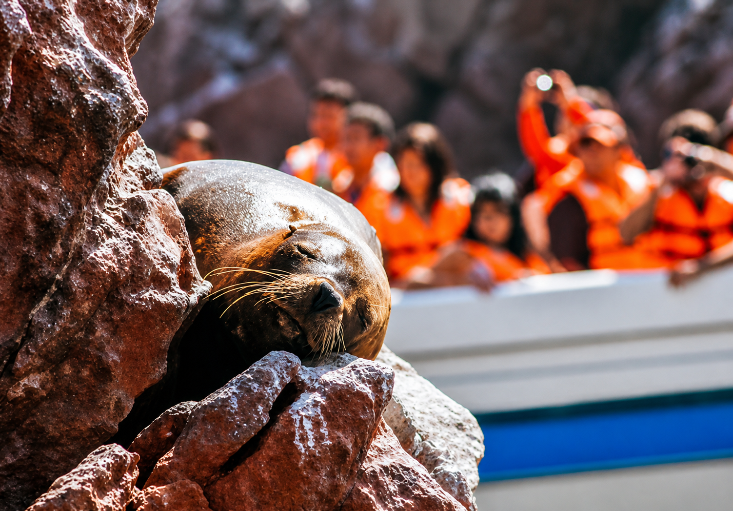 Sea lion near a Ballestas Islands boat