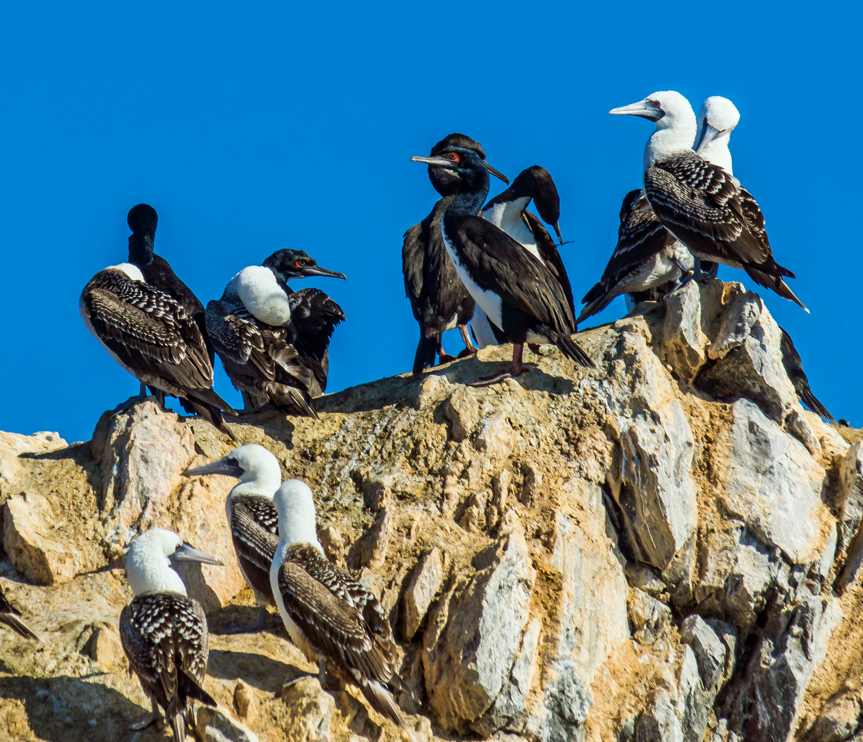 Seabirds resting on rocks in the Ballestas Islands