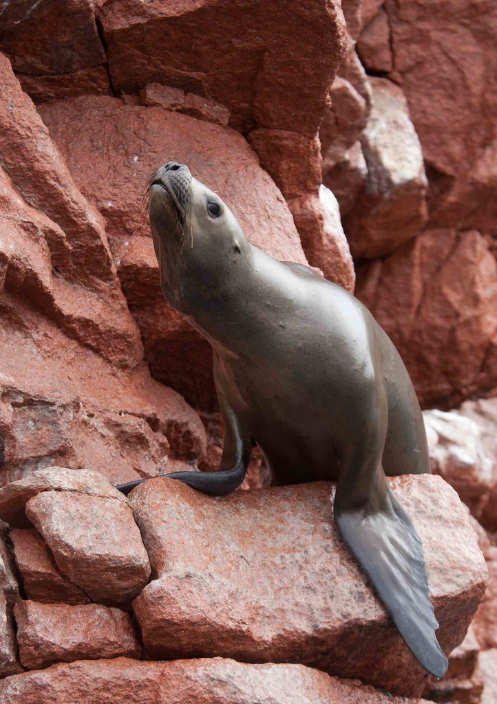Sea lion against red rock in the Ballestas Islands